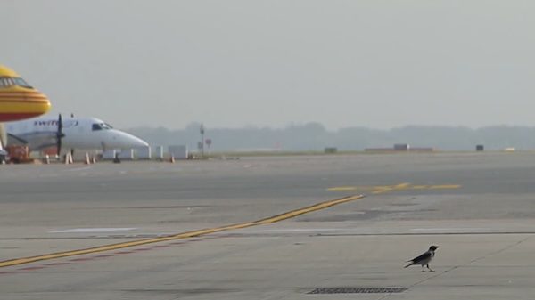 Malpensa bird strike enac