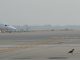 Malpensa bird strike enac