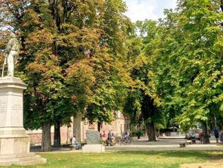 abbiategrasso alberi allea ambiente