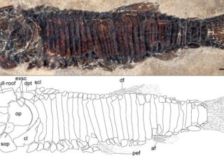 castelveccana specie pesci fossili