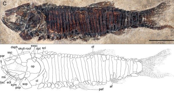 castelveccana specie pesci fossili