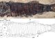 castelveccana specie pesci fossili