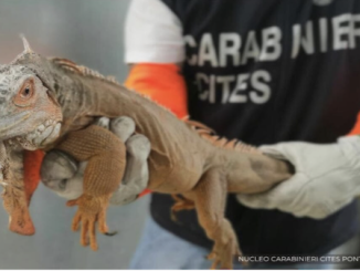 como iguana multa