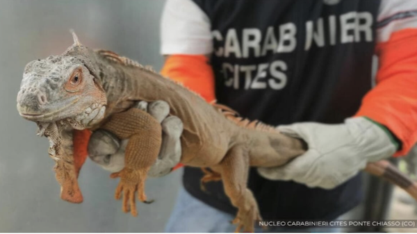 como iguana multa