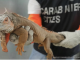 como iguana multa