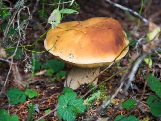 raccolta funghi sportelli ats
