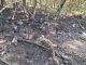 castanoprimo incendi polizialocale protezionecivile