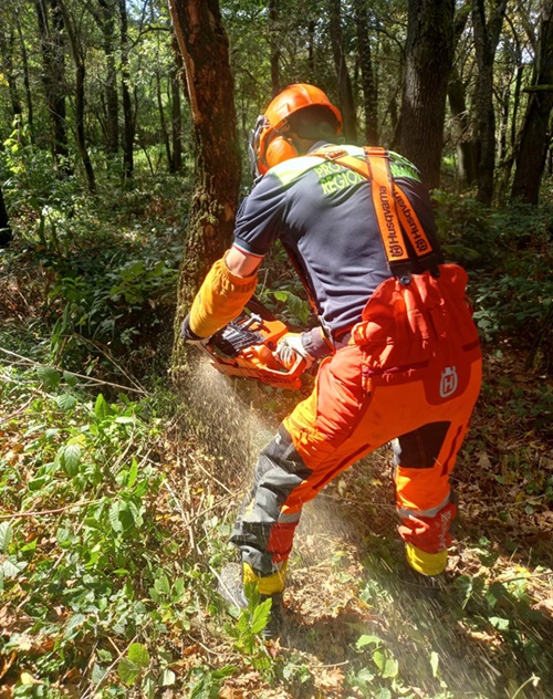 protezionecivile alberi