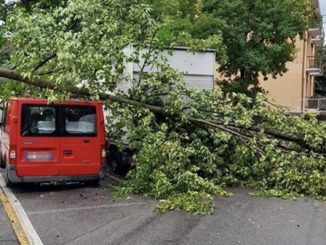 castanoprimo maltempo piante protezionecivile