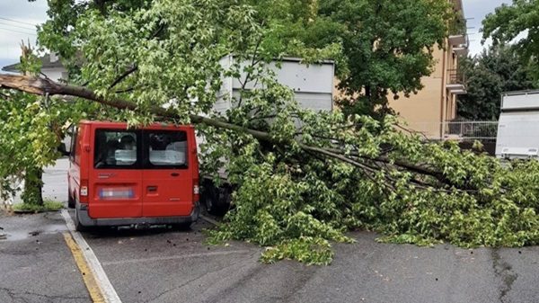 castanoprimo maltempo piante protezionecivile
