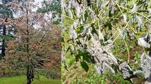 gallarate verdi parco ifantria