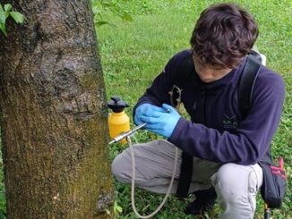 insetti disinfestazione parassiti