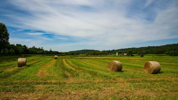 ecomuseo piane viscontee camminata
