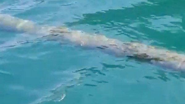ferragosto mostro marino ceresio
