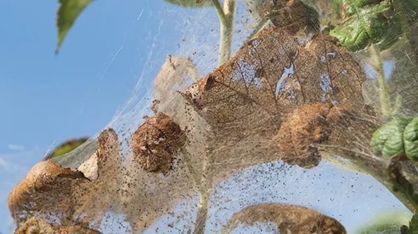 ifantria