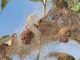 ifantria