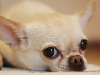 novemila cani registrati varese