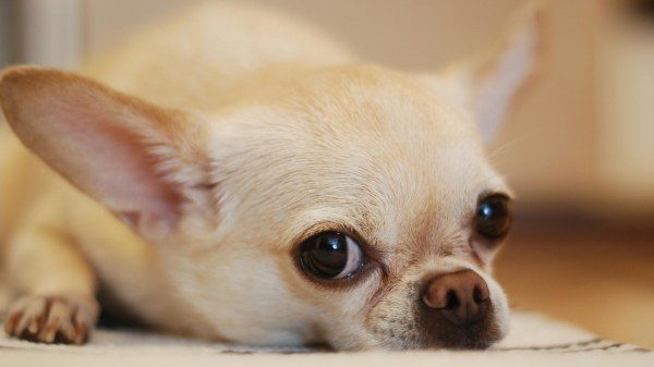 novemila cani registrati varese