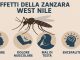 novara west nile