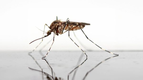 novara west nile