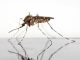 novara west nile