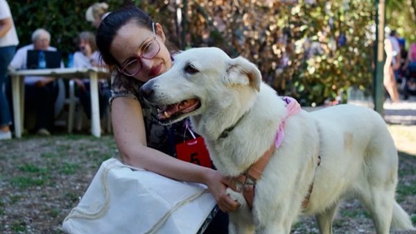legnano canile animali pal