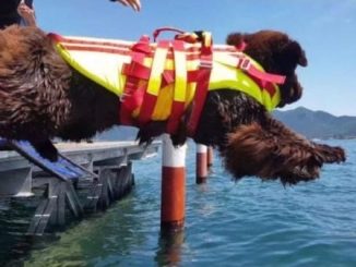 Sesto cani salvataggio Lisanza
