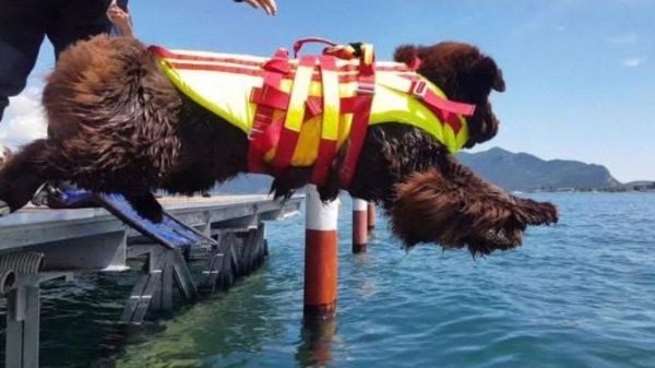 Sesto cani salvataggio Lisanza