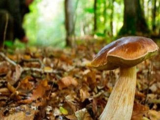 dormelletto fungiatt morto alpe briasca