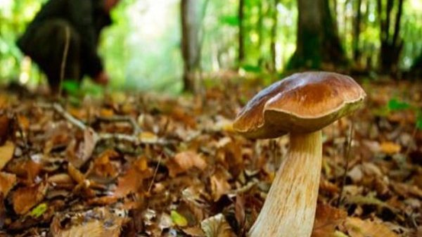 dormelletto fungiatt morto alpe briasca