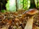 dormelletto fungiatt morto alpe briasca