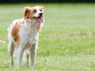 canile varese wwf consiglio
