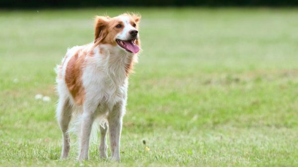 canile varese wwf consiglio