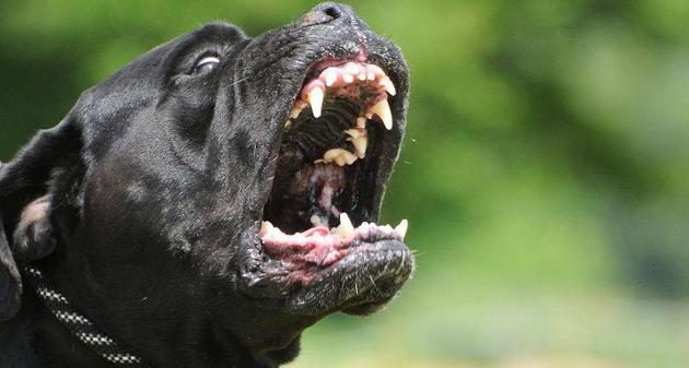 Verbania estorsione minacce cani