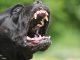 Verbania estorsione minacce cani
