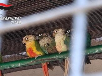 Stresa zoo abusivo Isola Madre