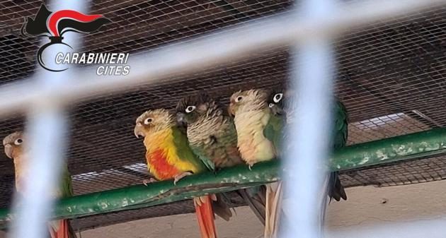 Stresa zoo abusivo Isola Madre
