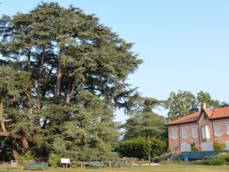 alberi monumentali provincia varese