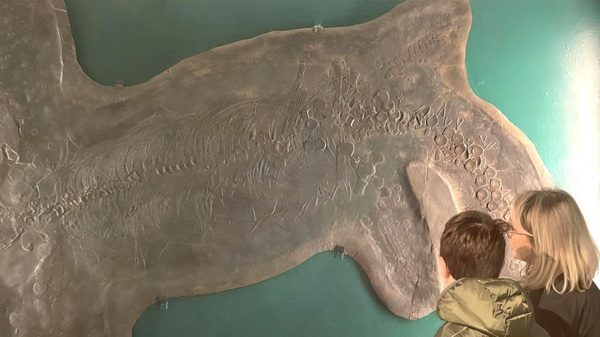 besano fossili lavori visita