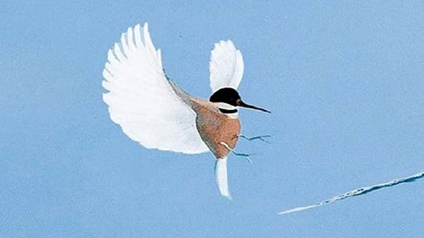 varese eutanasia libro caringella 03