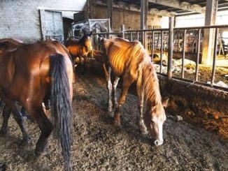 Novara maltrattamenti animali allevamento
