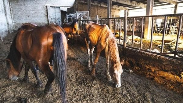 Novara maltrattamenti animali allevamento