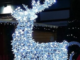Cardano Natale eventi albero