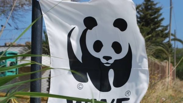 gallarate palazzetto wwf rospo