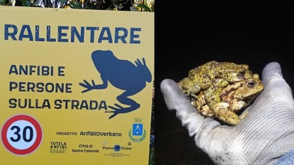 Sesto calende anfibi volontari