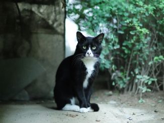 Comabbio gatti cibo multa