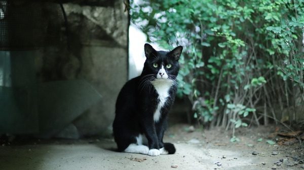 Comabbio gatti cibo multa