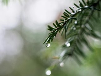 cieli coperti piogge neve 01