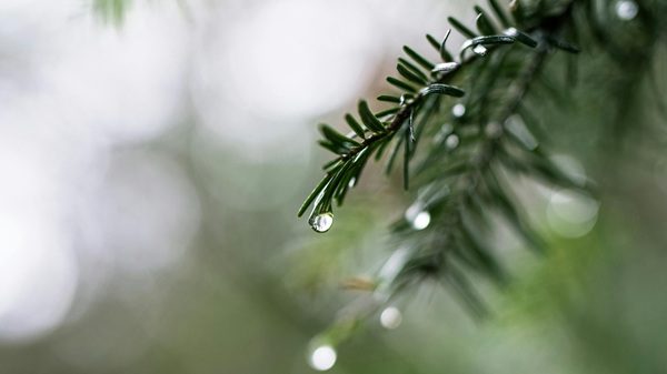 cieli coperti piogge neve 01