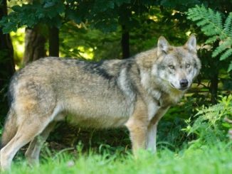 Avvistamenti lupi Lombardia regole